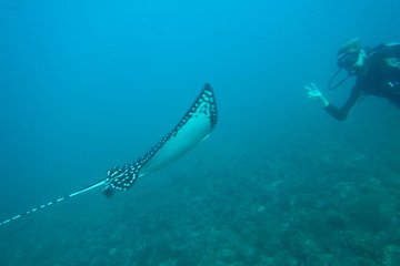 Discover Scuba Diving