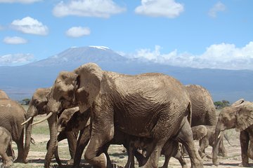 Day tour to Amboseli national park