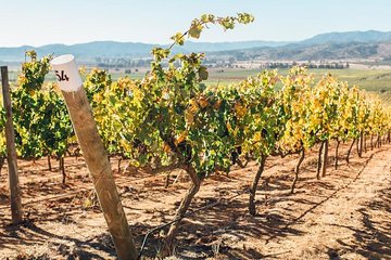 Half Day Trip to Casas del Bosque Vineyard from Santiago - Wine Tasting Included