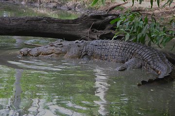 Goa Crocodiles & Spice plantation tour