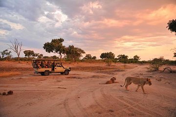 Early Morning Half-Day Chobe Safari