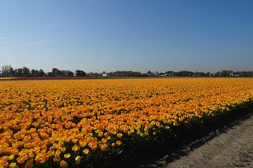 4 hours Private Tour of the flourishing flowerfields by car or minivan 