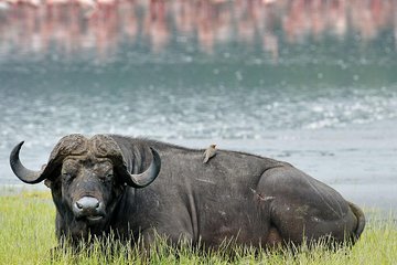 Lake Nakuru National Park - Day Trip (With Park Fees)