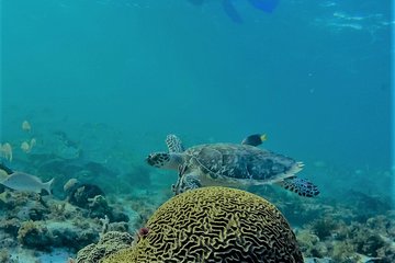 Catamaran Group Sightseeing, Snorkeling Tour Isla Mujeres