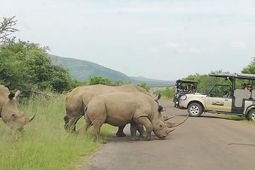 2 days Pilanesberg with sun city magical safari 