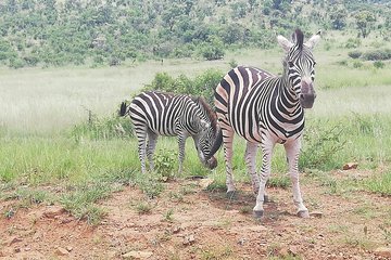 Tented Pilanesberg safari 2-Day from Johannesburg R3990