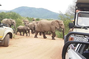 2 Days Pilanesberg Safari 4 star lodge 