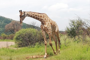 2 Days Pilanesberg Safari 4 star lodge 
