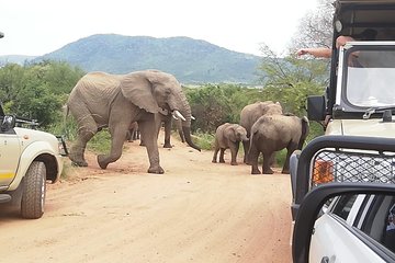  Pilanesberg Safari 3 Days 4 Star Private 