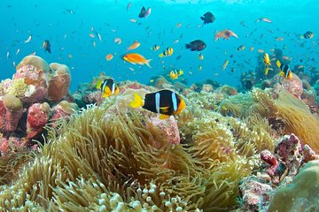 Bali Full Day Tour - Snorkeling at Blue Lagoon and Waterfall Tour