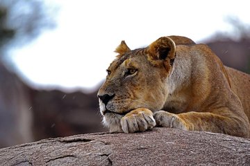 Living Among Lions