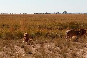 Chobe Day Trip from Livingstone, Zambia