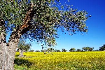 2Days Private Tour to Corinth-Myceane-Nemea-Nauplion-Epidaurus-Tolo from Athens