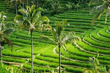 Kintamani Tours with Batur volcano