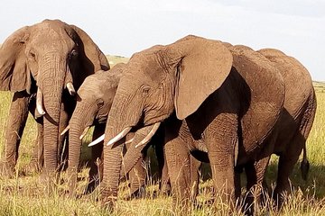 Ngoro Ngoro crater full day tour from Arusha