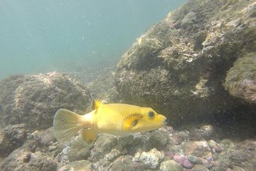 Ocean Kayak and Snorkeling to Chora Island