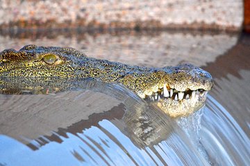 St Lucia Isimangaliso Boat Safari Day Tour from Durban 