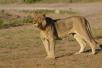 Chobe National Park Full Day Safari (Botswana)