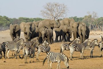 Full Day Chobe National Park Big 5 Safari