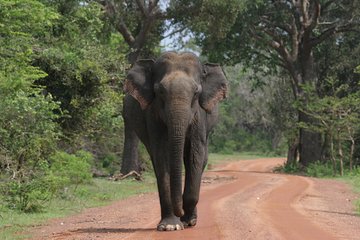 Evening Safari - Yala National Park with Janaka safari - 02.00 pm to 06.30 pm