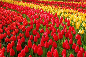 Private Day Trip from Amsterdam to Keukenhof with Entrance Tickets