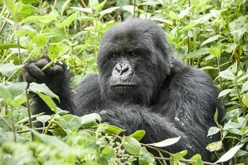 5 days gorillas and chimpanzee tracking