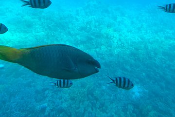 Trip on a glass bottom boat from Hurghada