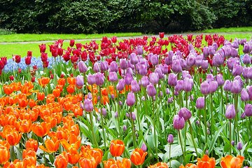 Keukenhof and Flower Fields Private Tour from Amsterdam