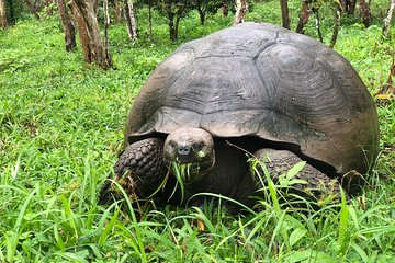 Highlands Bike Tour & Giant Tortoise Reserve