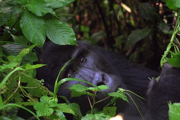 Gorilla & Chimp Tracking Safari - 4 Days