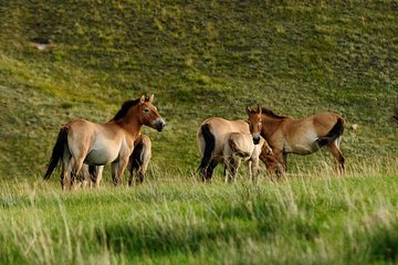 1 Day Tour: Khustai National Park