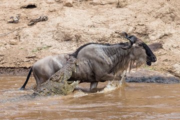 6 Days Migration Safari Serengeti and Ngorongoro Crater
