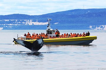 Full-Day Whale Watching Cruise from Quebec City