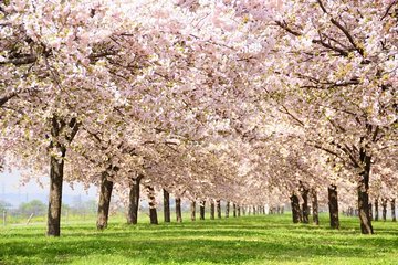 (Spring Only) 1-Day Snow Monkeys & Cherry Blossoms in Nagano Tour