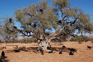 Private day trip from Marrakech to Essaouira and argan factory 