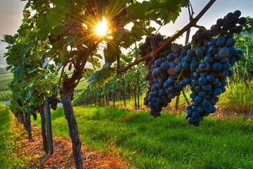 Premium Private Wine Tour with Summit Toast & Cellar Experience