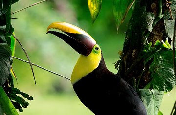 Deluxe Private Bird Watching Tour | Manuel Antonio