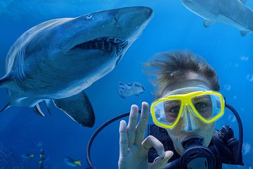 Shark Dive Xtreme at SEA LIFE Sydney Aquarium