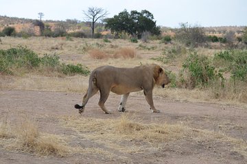 Ruaha National Park From Dar Es Salaam Flying Option 3 Days 2 Nights