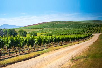 Full Day Tamar Valley Wine Tour