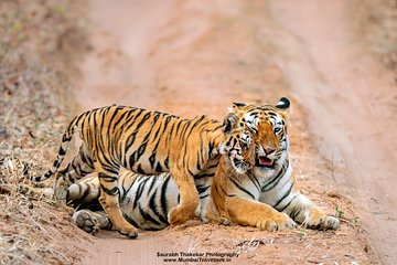 Two Night Tiger Safari Experience at Tadoba National Park &Transfers From Nagpur