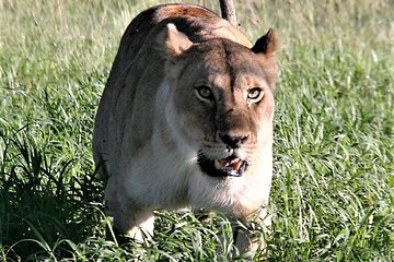 Ten Days: Tarangire-manyara-ngorongor0-serengeti (classic)