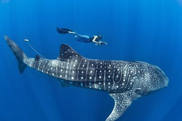 Whale Shark & Tumalog Falls & Pescador & Sardine Run & Turtle