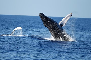 Waikiki Whale Watching Cruise with Snack & Hula Entertainment