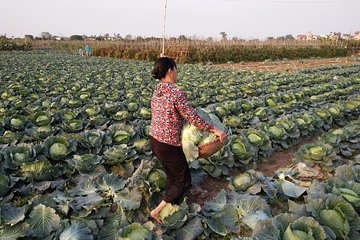 Farm tour & Home cooking class with local family in Hanoi