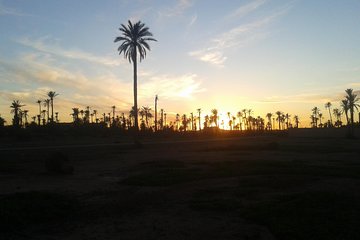 Sunset Camel Ride Marrakech with Transfers 