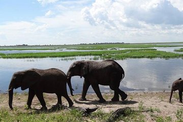 Big 5 Hwange Safari National Park Daytrip From Victoria Falls