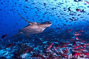 Snorkeling! & Cahuita national park Private Sightseeing Tours