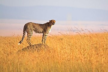 3 Day Safari Tarangire - Ngorongoro Crater - Lake Manyara - Group Joining Tour