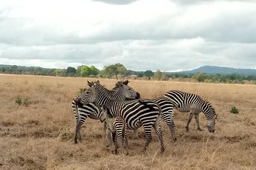 3 Days Safari to Mikumi NP - Accommodation Inside the Park